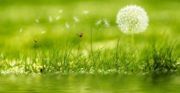 summer allergies dandelions