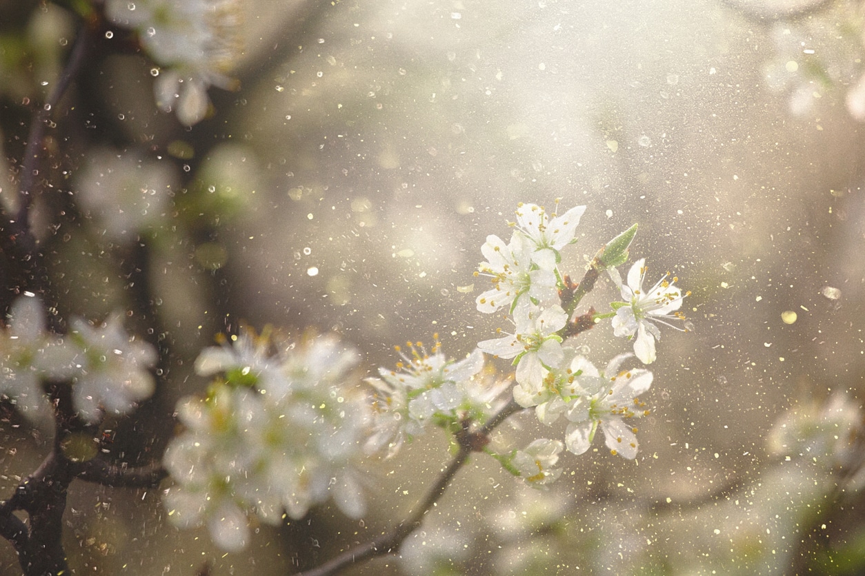 Close up of pollen