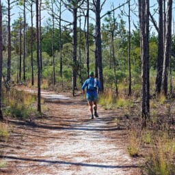 arolina Beach, NC November 15, 2025: A runner jogs through the forest on one of the many trails at Carolina Beach State Park.
